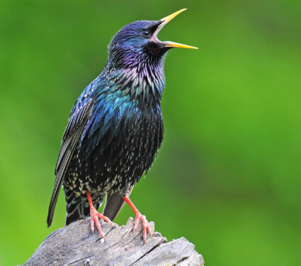 2023/09/bird_common-starling_1medium.jpg