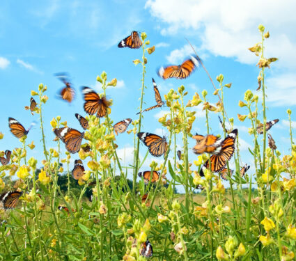 Many,Butterfly,With,Yellow,Flower,Against,Blue,Sky