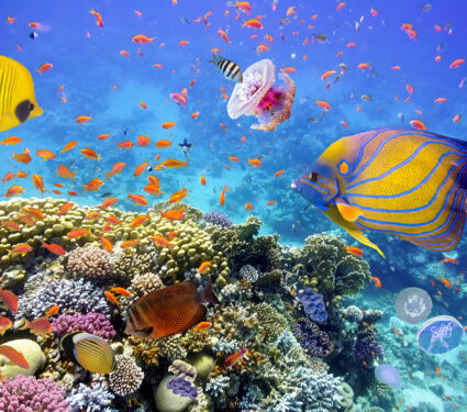 Coral,Reef,And,Tropical,Fish,In,The,Red,Sea,,Egypt