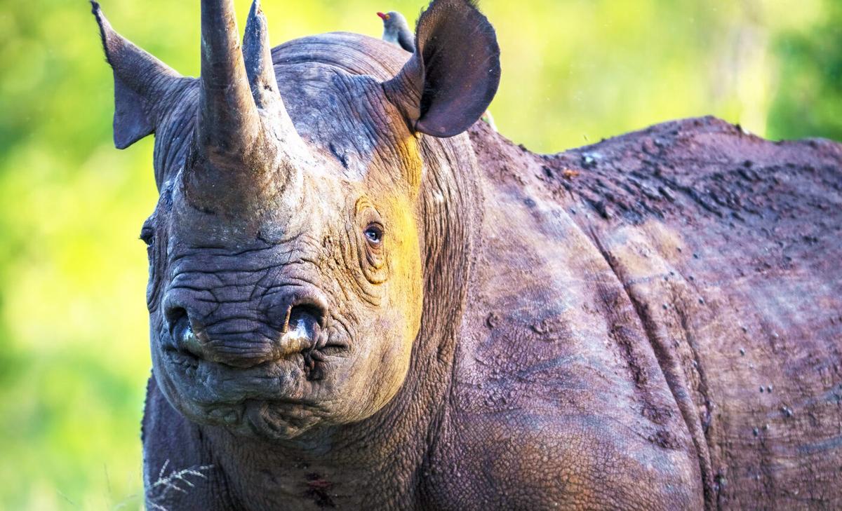 The majestic and endangered black rhinoceros: past, present and unknown future