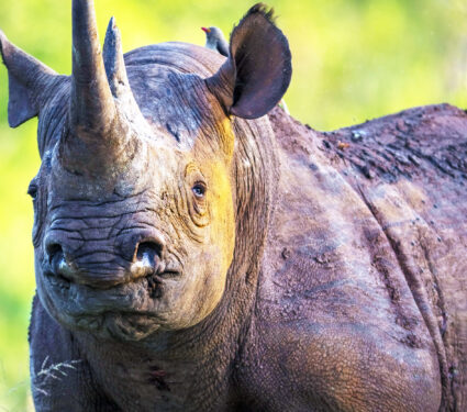 Black,Rhino,In,The,Bush,Of,Kruger,National,Park.