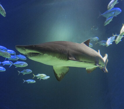 Sand Tiger Shark