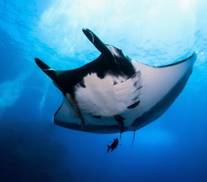 World-Manta-Day.jpg