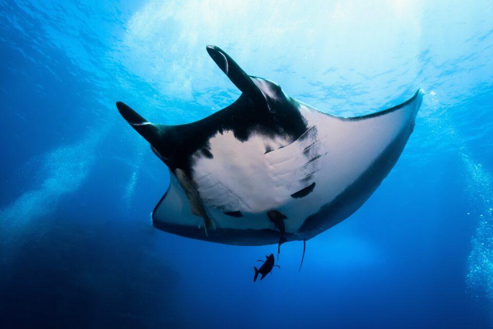 World Manta Day: Celebrating our majestic ocean giants