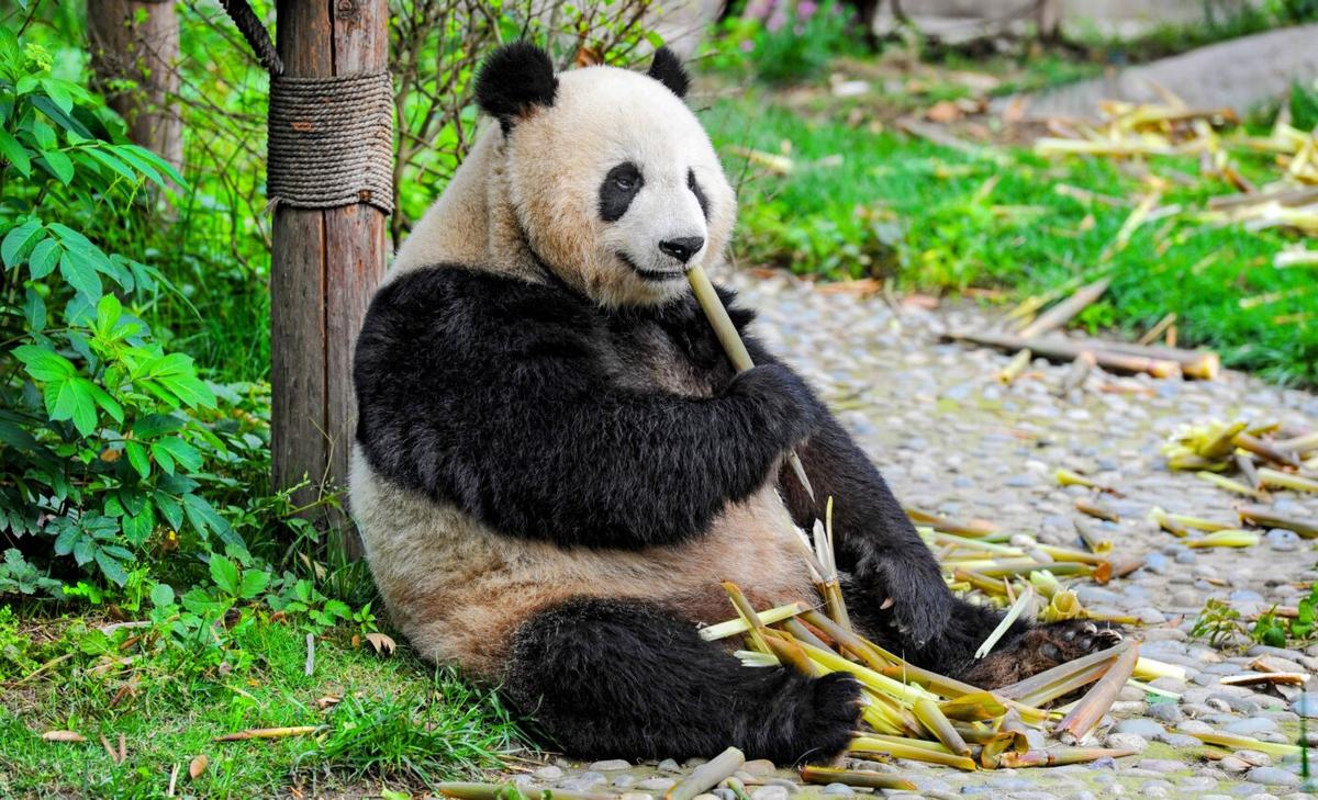 Captive pandas become jet lagged outside of their natural environment 