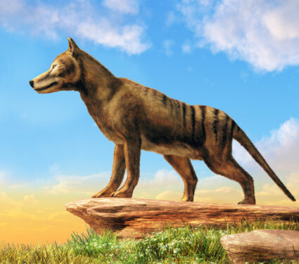Thylacine,Was,The,Largest,Carnivorous,Marsupial.,Now,Extinct,,The,Last