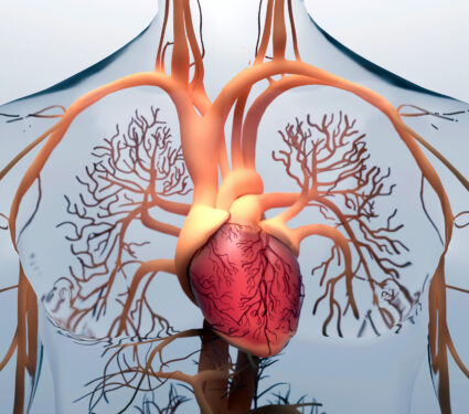 Human,Heart,,3d,Rendering,,Medically,Accurate,Illustration,Of,The,Human