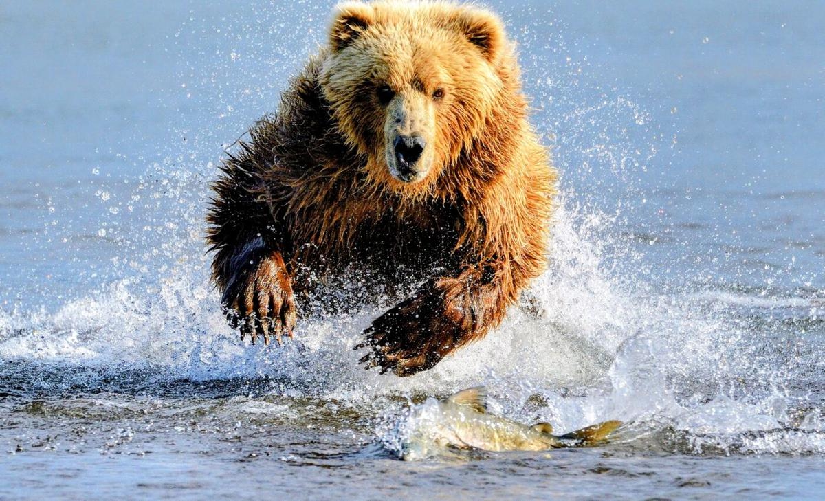 Grizzly bear conservation must focus on habitat quality and mortality risk
