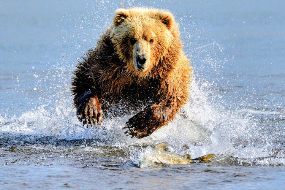 Grizzly bear conservation must focus on habitat quality and mortality risk