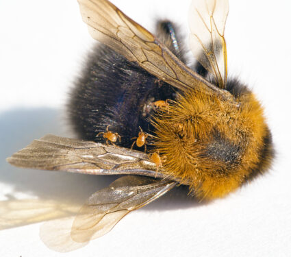 Macro,Shot,Of,Dead,Bumblebee,With,Its,Parasites