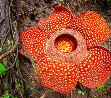 Rafflesia,,The,Biggest,Flower,In,The,World,,,Sumatra,,Indonesia