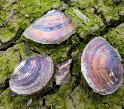 Freshwater-mussels.jpg