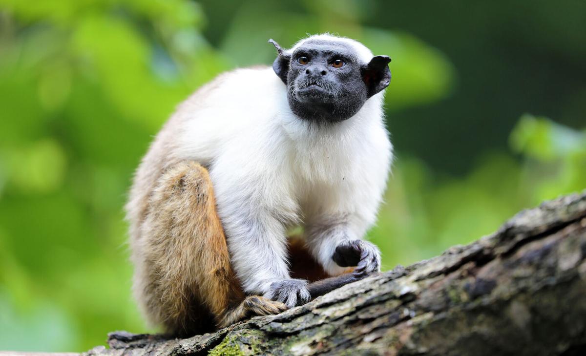 Monkeys use more scent markings to combat human noise pollution