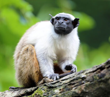Pied,Tamarin