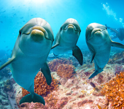 Dolphin,Portrait,Detail,Of,Eye,While,Looking,At,You,From