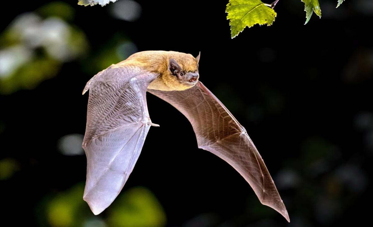 Unique biology of bats may hold secrets of cancer resistance