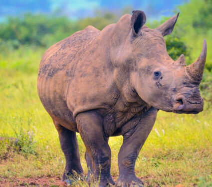 Portrait,Of,A,Male,Bull,White,Rhino,Grazing,In,Kruger