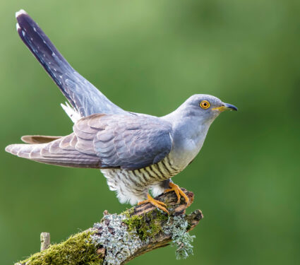 Adult,Cuckoo,Male,Perched,On,Branch