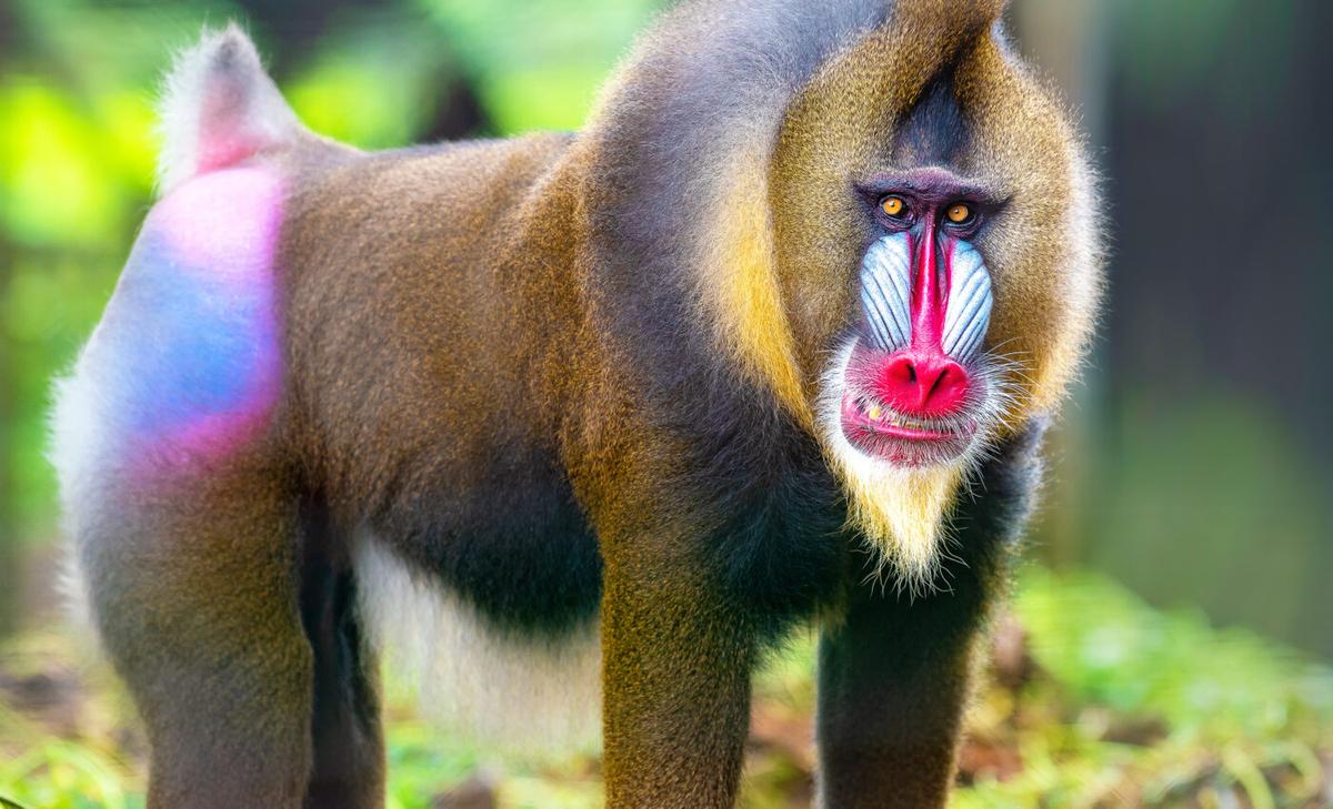 Colorful primates, oddly enough, don't have great color vision