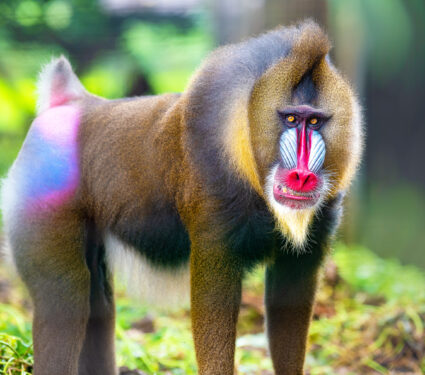 Beautiful,Mandrill,Portrait,Closeup,,Baboon,Monkey,With,Colorful,Face,And
