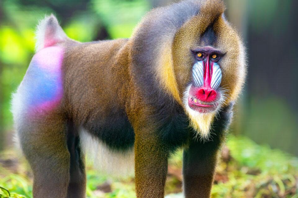 Colorful primates, oddly enough, don't have great color vision
