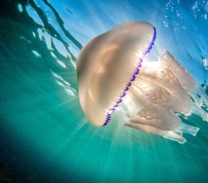 Jellyfish-learning.jpg