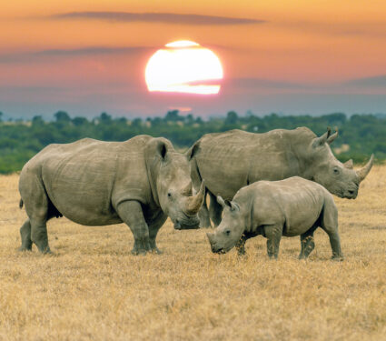 2023/09/rhino_family_sunset_1medium.jpg