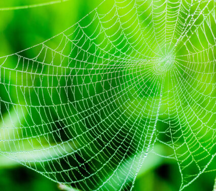 Spider,Web,Or,Cobweb,With,Water,Drops,After,Rain,Against
