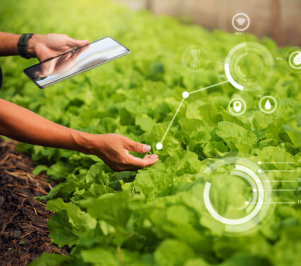Farmer,Plantation,Checking,Quality,By,Tablet,Agriculture,Modern,Technology,Concept.