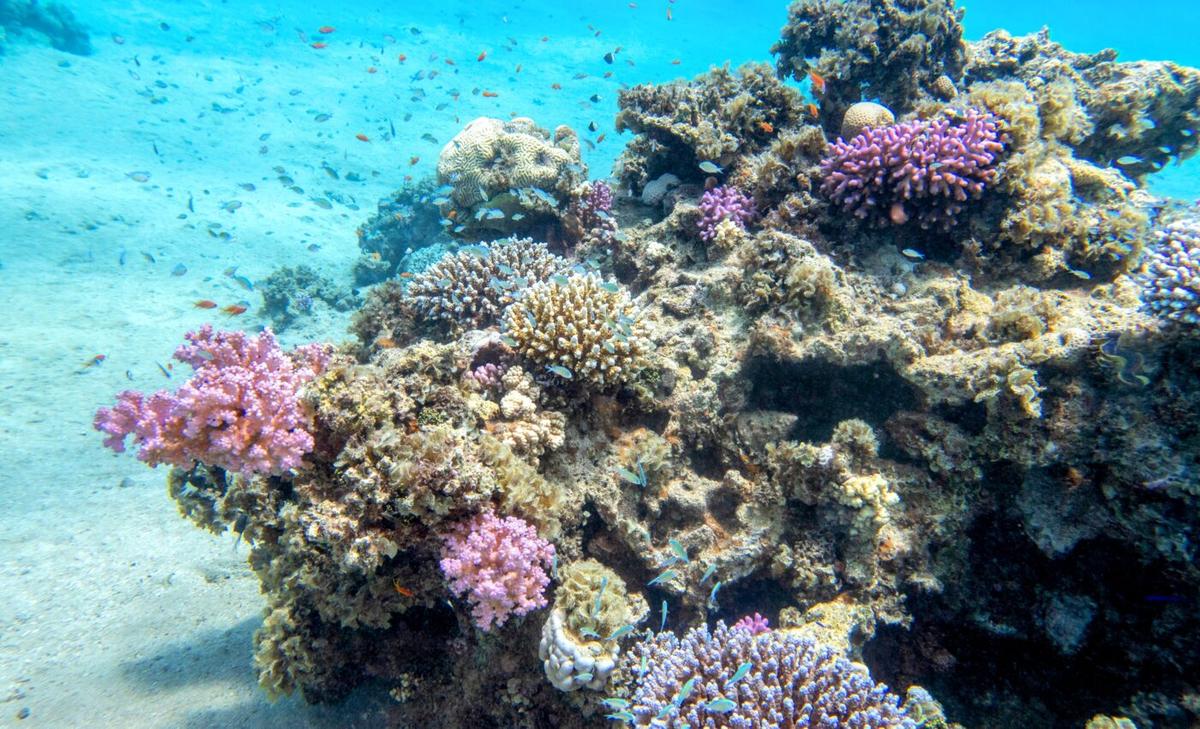 Understanding the sex lives of endangered soft corals could save them