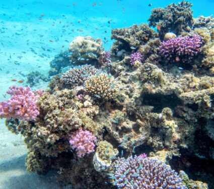 Soft-corals.jpg