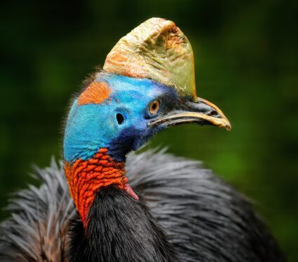 Dinosaur-feathers.jpg