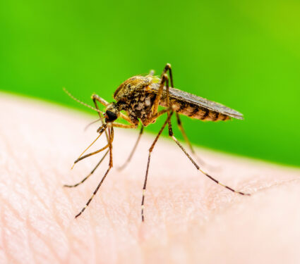 Encephalitis,,Yellow,Fever,,Malaria,Disease,,Mayaro,Or,Zika,Virus,Infected