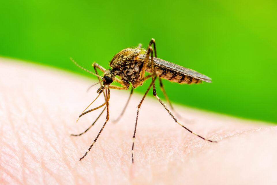 African leaders call for urgent action on malaria