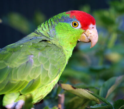Photo,Of,A,Red-crowned,Amazon,amazona,Viridigenalis