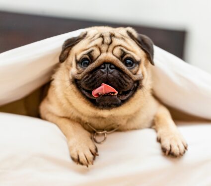 Flat-faced-dogs-.jpg