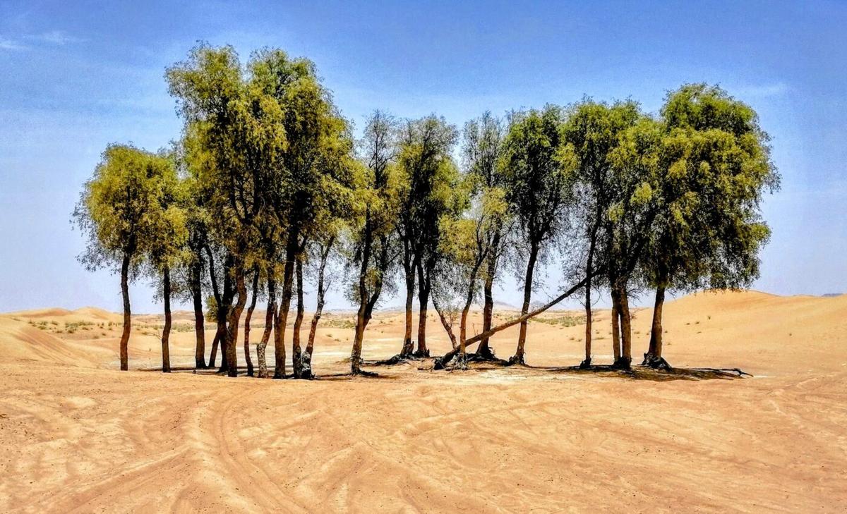 Deserts as carbon sinks? Study reveals potential for greening arid regions