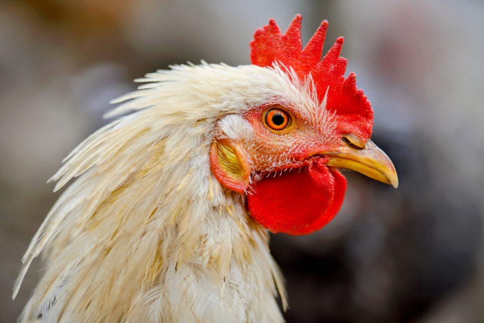 AI can now interpret the emotional states of chickens through their noises