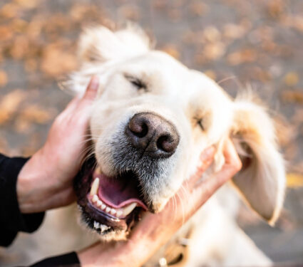 Pet,Care,Concept.,Funny,Smiling,Golden,Retriever,Dog,In,The