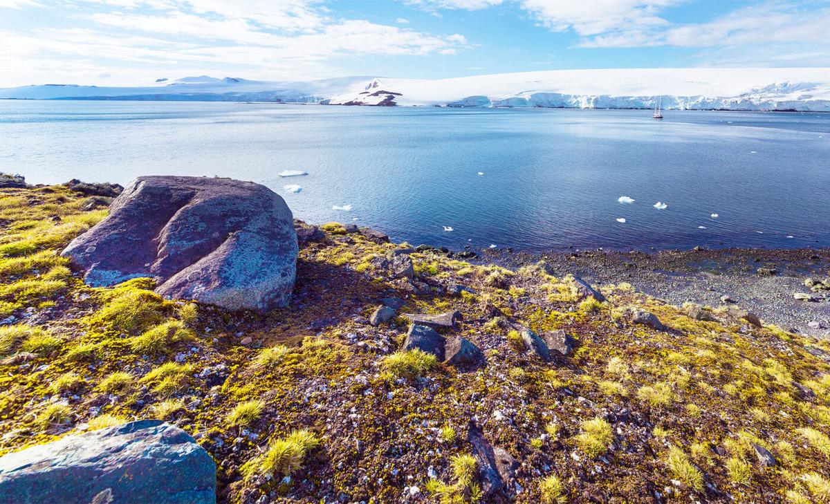 Antarctica is experiencing rapid plant growth, concerning scientists