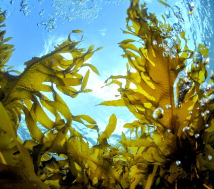 Seaweed-acidification.jpg