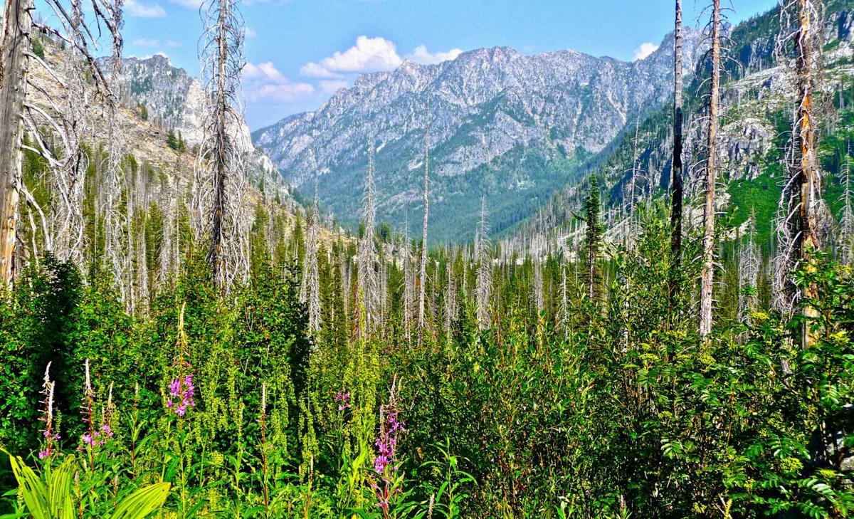 How do microbes return after a wildfire?