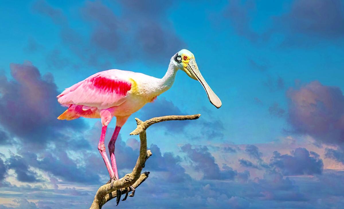 As bird skeletons become more complex they lose diversity