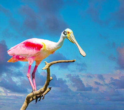 Roseate,Spoonbill,Perched,On,Branch,Against,Very,Dramatic,Cloudy,Sky