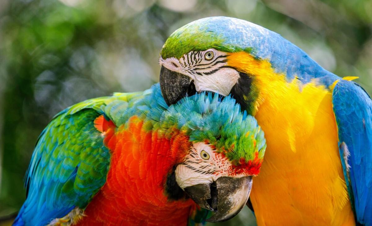 Humans have relocated Caribbean parrots for thousands of years