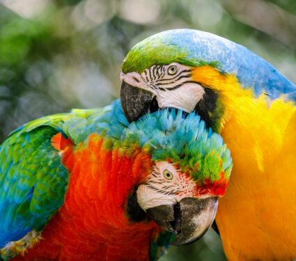 Caribbean-parrots.jpg