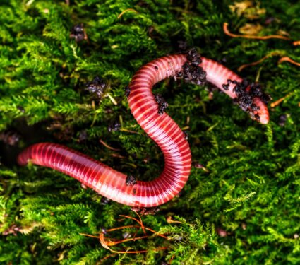 Earthworms-.jpg