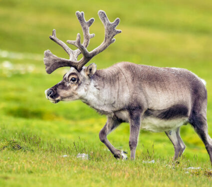 Reindeer,Roaming,On,Svalbard,Meadow