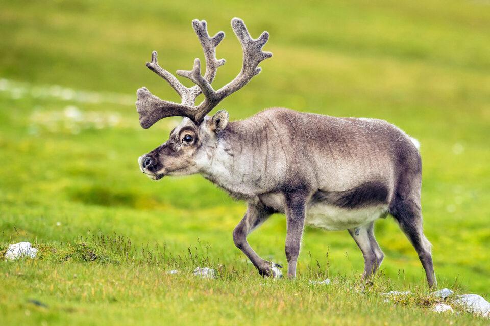 Inbreeding can actually be beneficial for some species in the long run