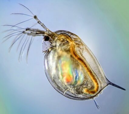 2023/09/Water-flea.jpg